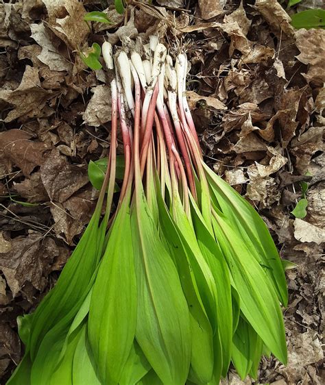 Wild Leek (Allium tricoccum)